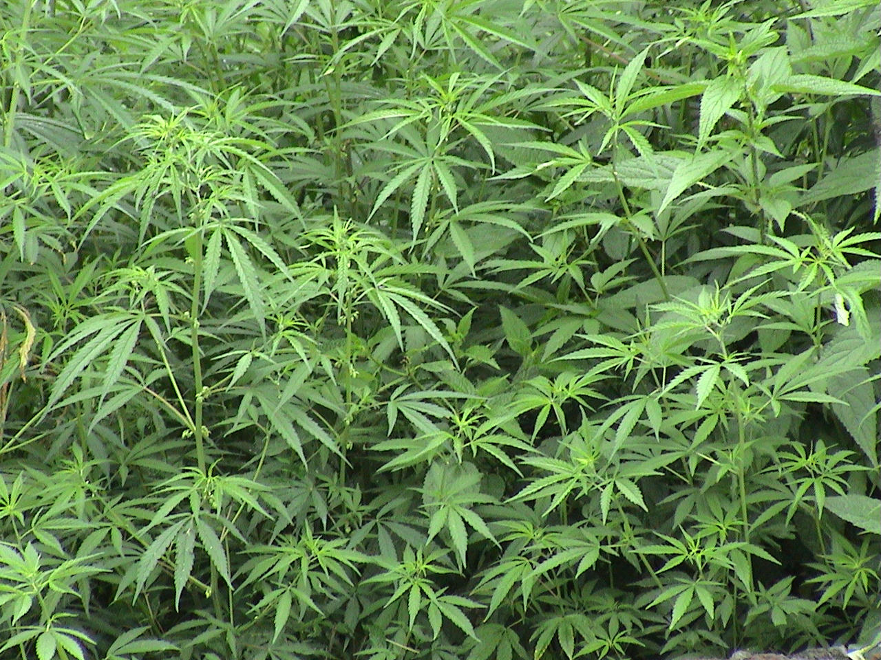 ganja goddess porn - free black and latina porn strawberrytabby pirn