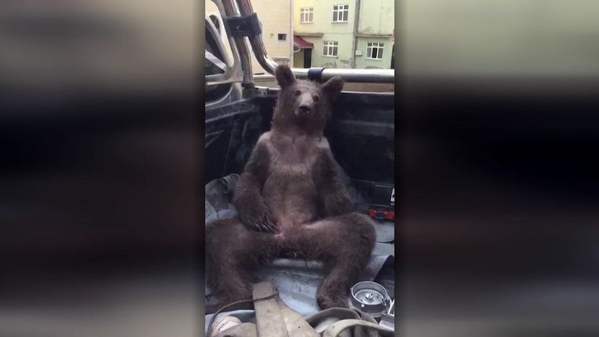 turkish bear porn - stevie shae porn jennifer white swallow