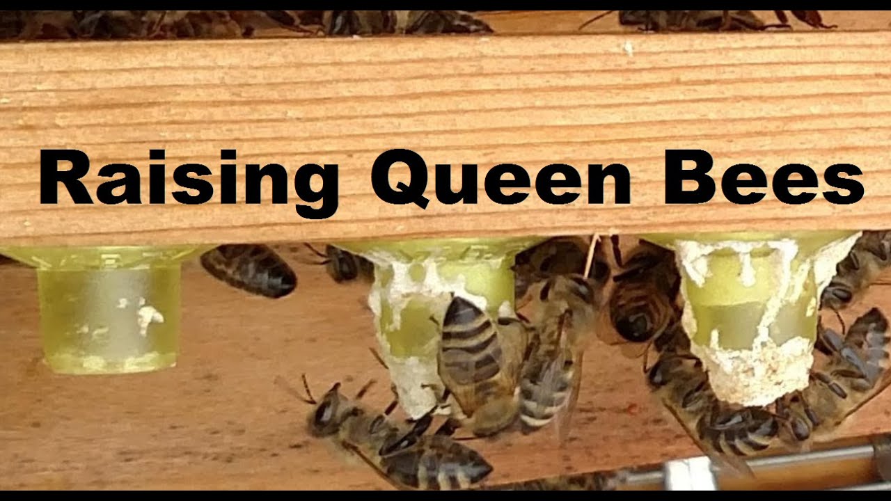 queen bee porn - amiture tit pics tied up balls