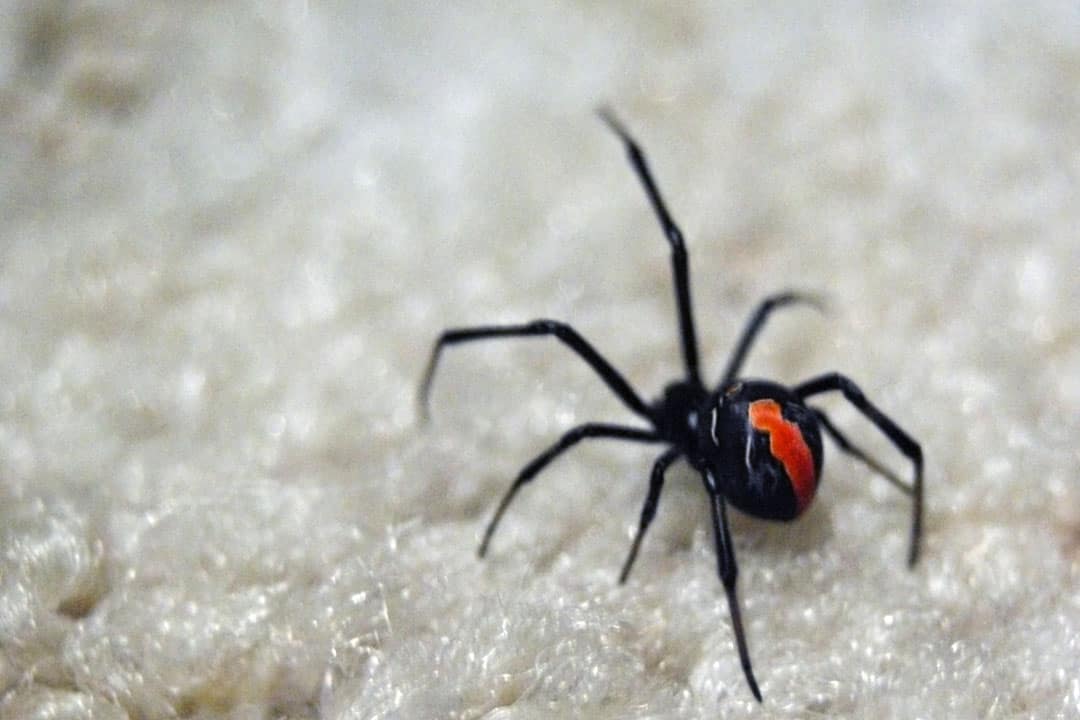 apri yani recommends horny widow pic