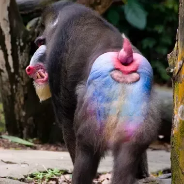 ak azrul recommends Ugly Butthole