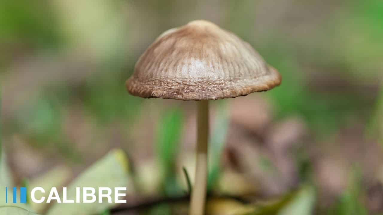 crystal eva recommends Mushroom Cock