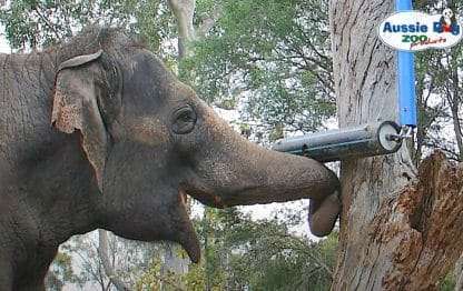 elephant tupe com - punjabi porn indian beautiful nude pussys