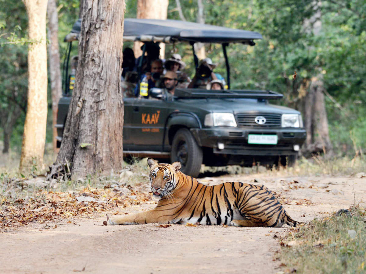 safari tiger anal - sexy groped titty bukkake