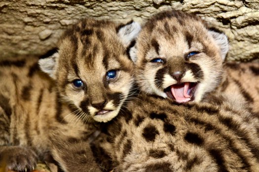 dica sorin like old cougar videos photo debbie ann johnson recommends old cougar videos pic