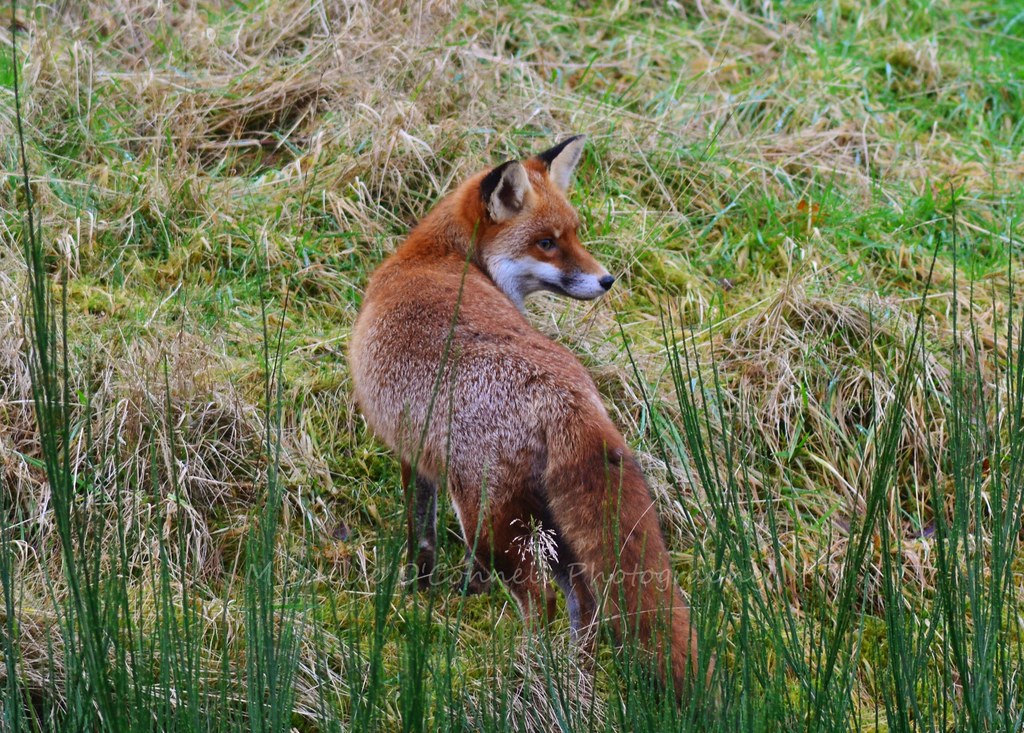chamari galaboda recommends Red Fox Michelle