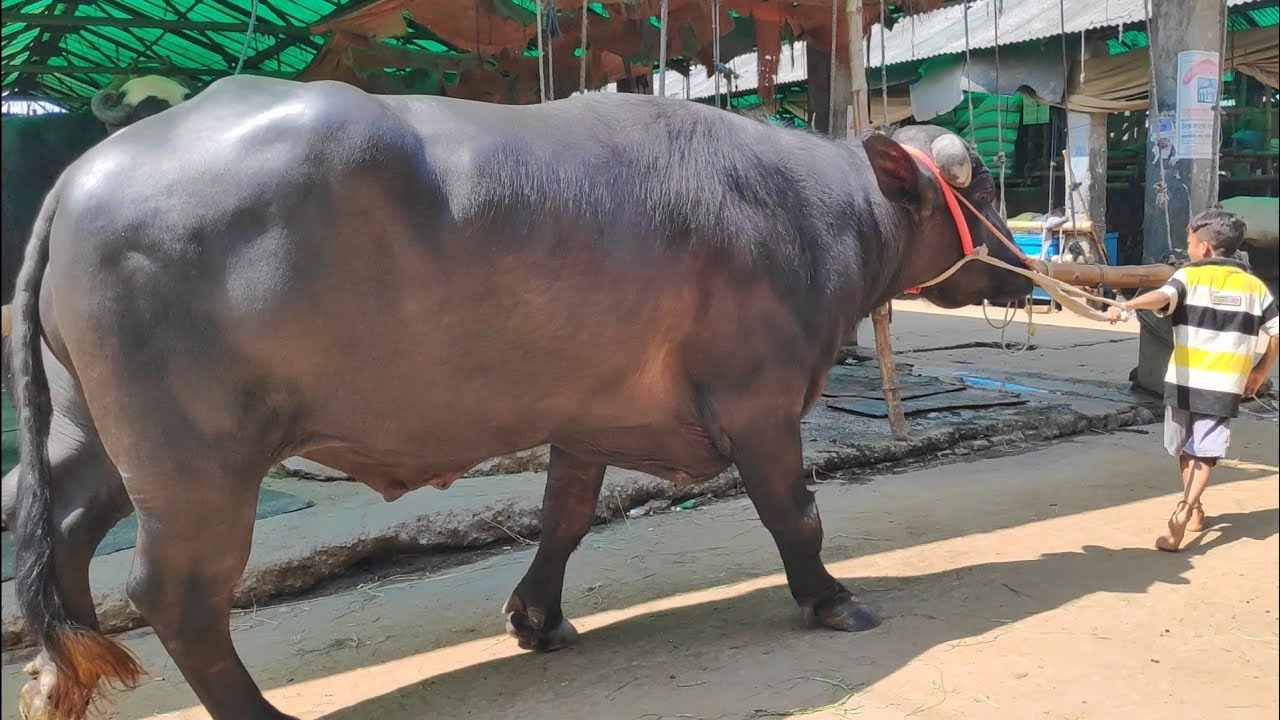 porn buffalo girl masturbates porn buffalo