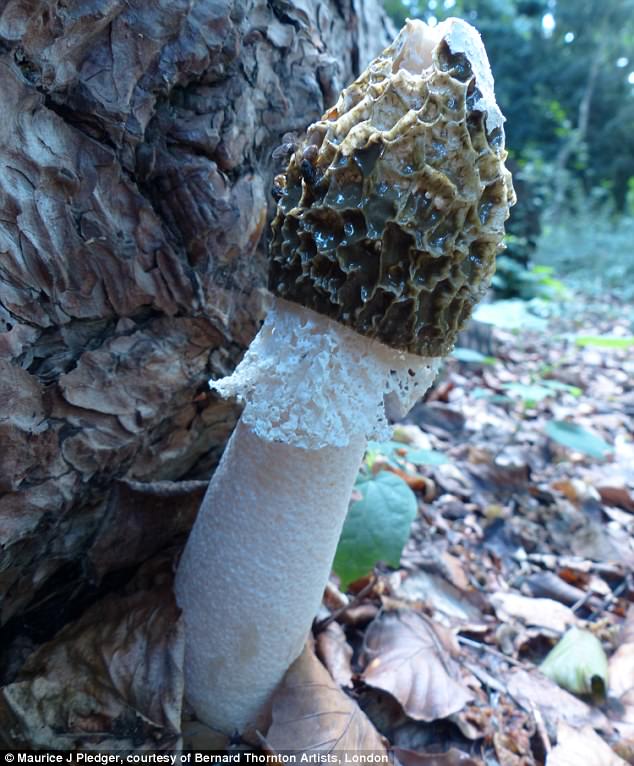 mushroom head bj - kinky foursome imaubreykeys leaked