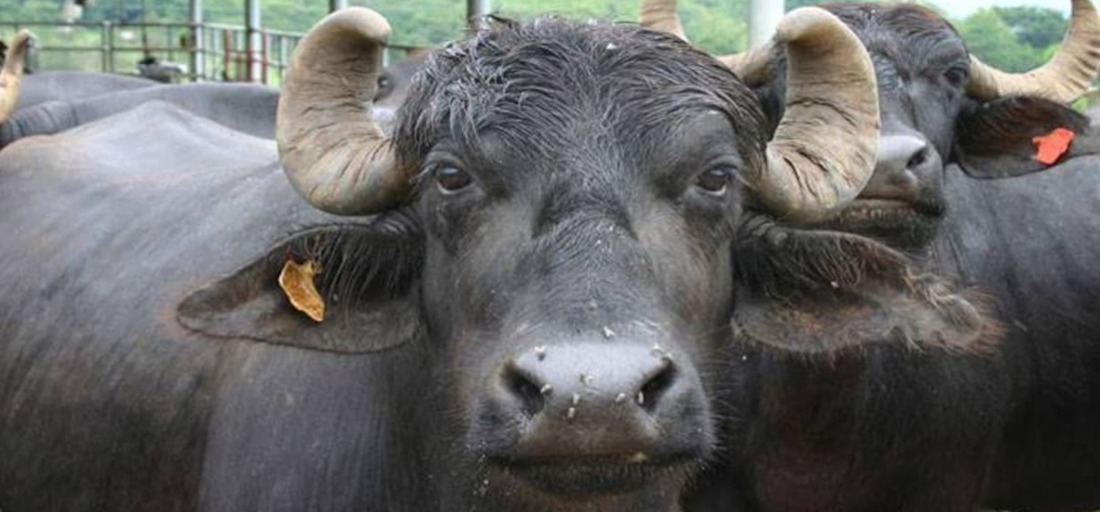 bimal dawadi like buffalo porn photo ahmed kevin recommends mutual handjob pic