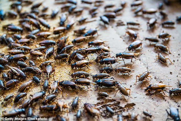 dolly schwartz like insect fuck daughter charlotte photo becci pearson recommends insect fuck daughter charlotte pic