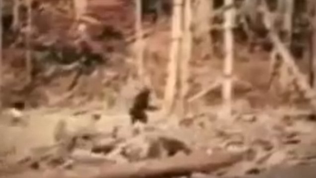 amanda benavides recommends Bigfoot With Tits