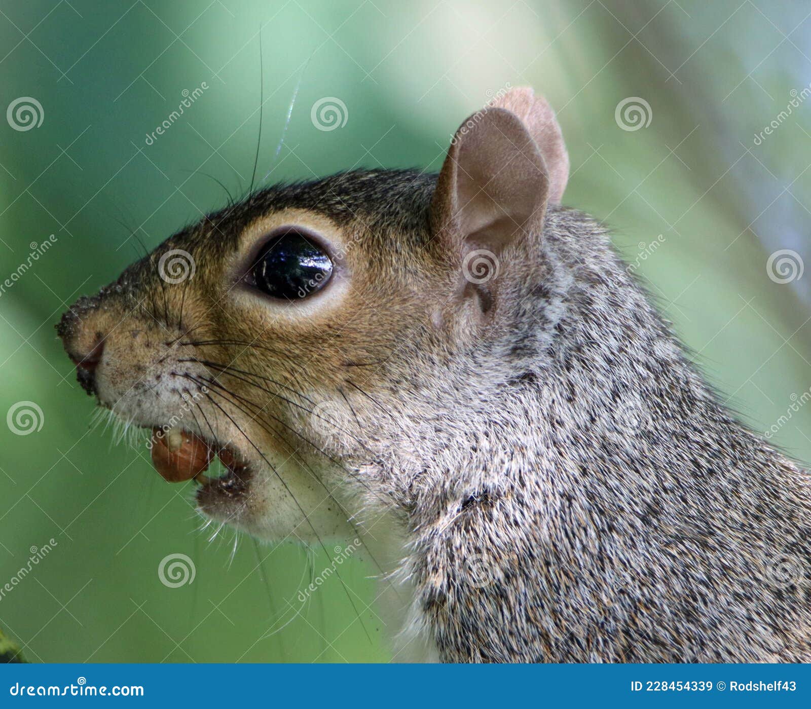 charlotte baird recommends mouthful of nut pic