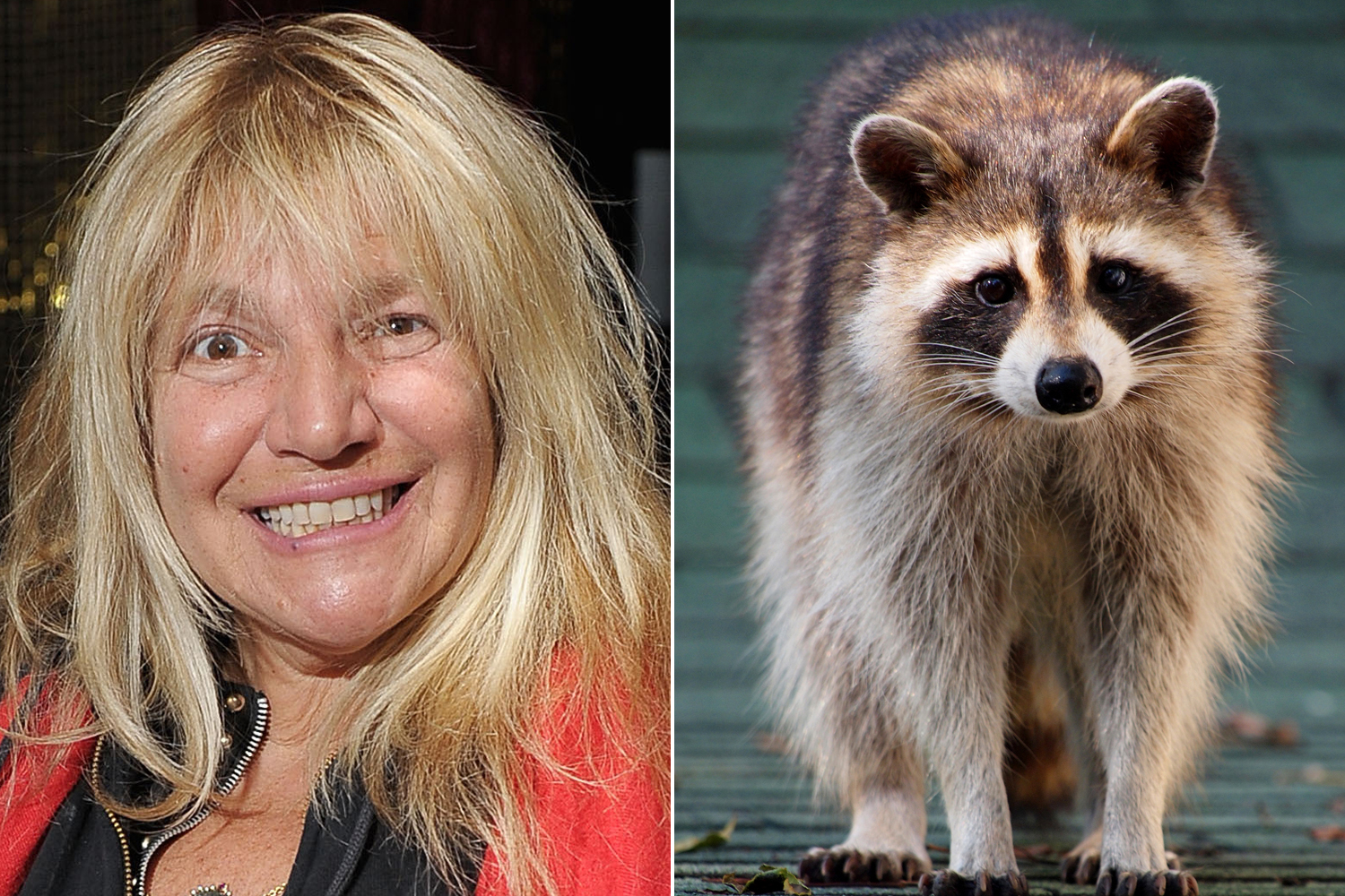 devin peck recommends raccoon porn pic