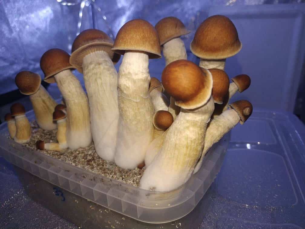 alison unger recommends Mushroom Cock