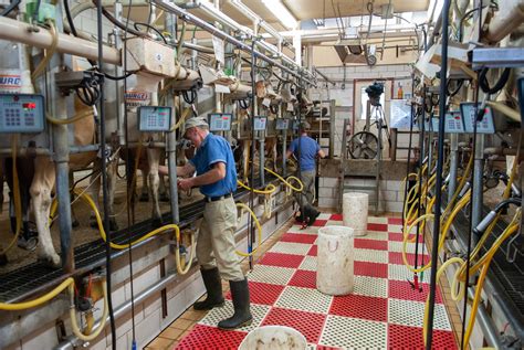 real milking table tites xxx real milking table