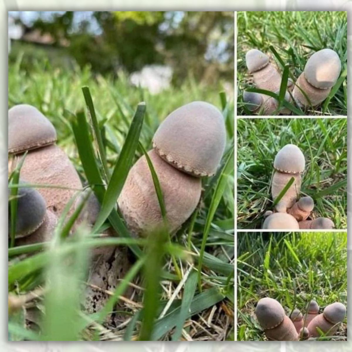 andrew bardo recommends mushroom cock pic
