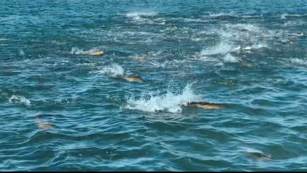 dreamy bull fishing video - jameliz creampie ebony mystique anal