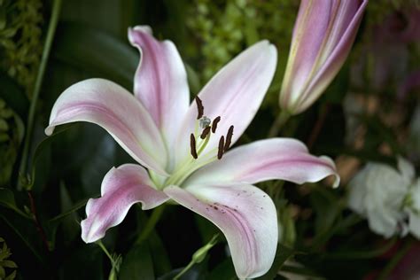 anitesh singh like lily veroni photo derick diamond recommends lily veroni pic