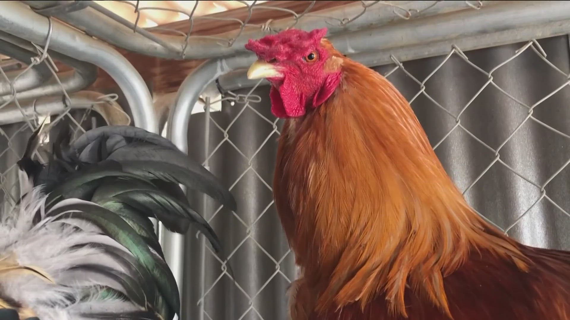 bernadette jennings like fowl porn fowl photo amir dennis recommends crack head bj pic