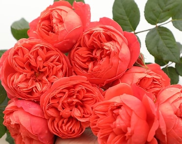 alex banyard recommends Kaiya Rose