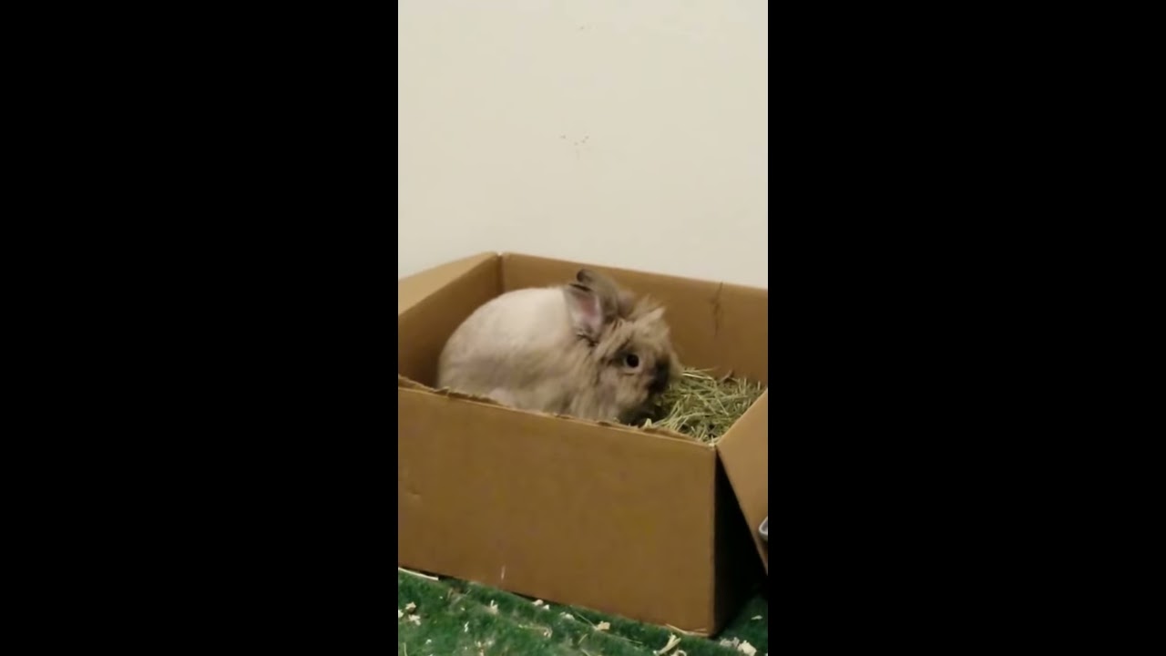 rabbit cam porn - bareback doggystyle bri naked