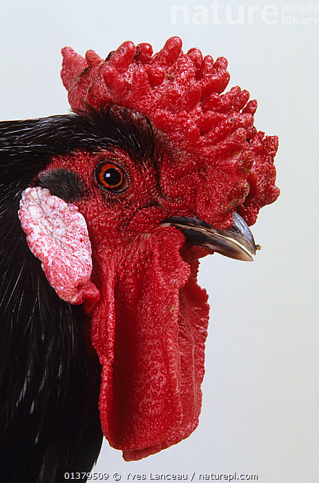 anthony asaibene recommends Pictures Of A Mans Cock