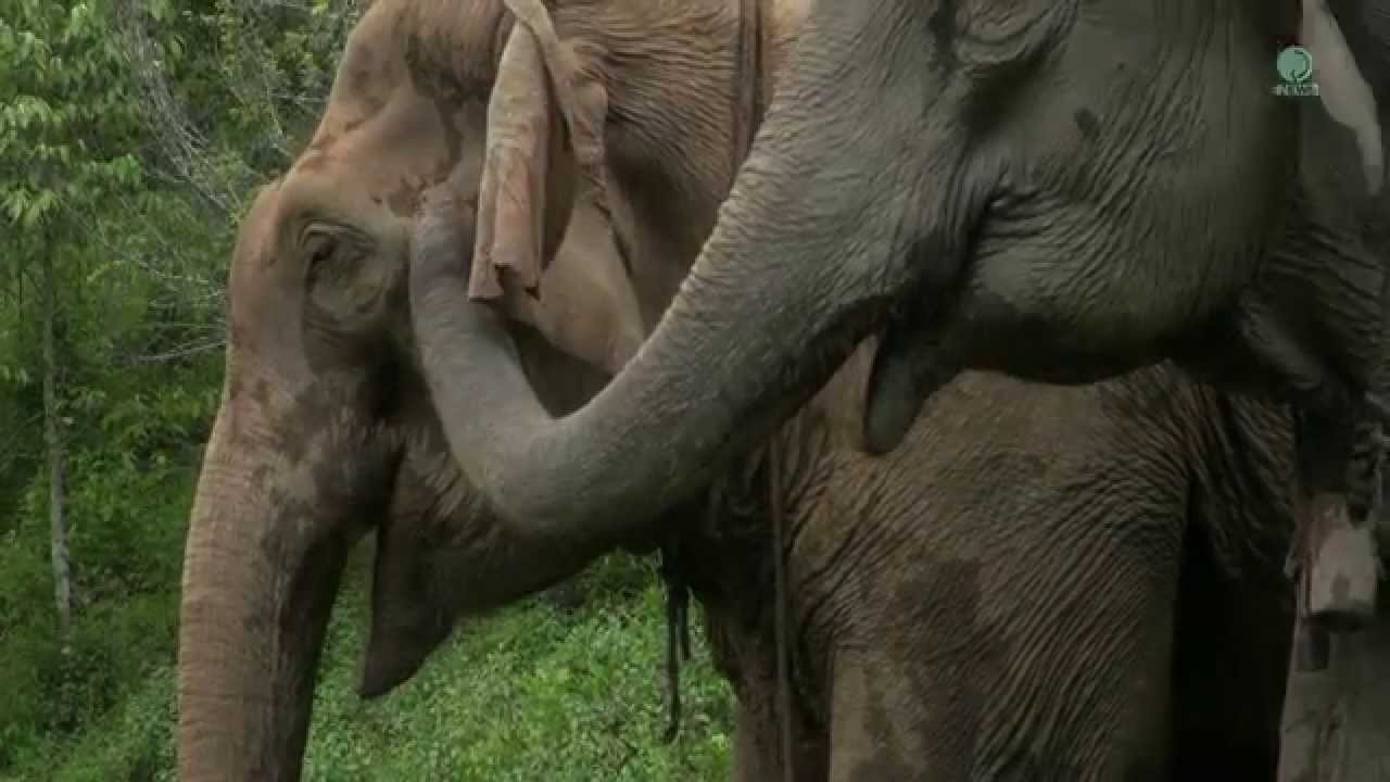 elephant tupe com - panties taken off busty milf in heels