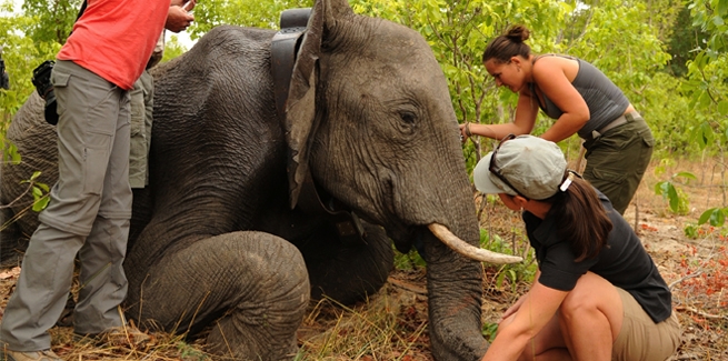 elephant tupe com strapon fucked elephant tupe com