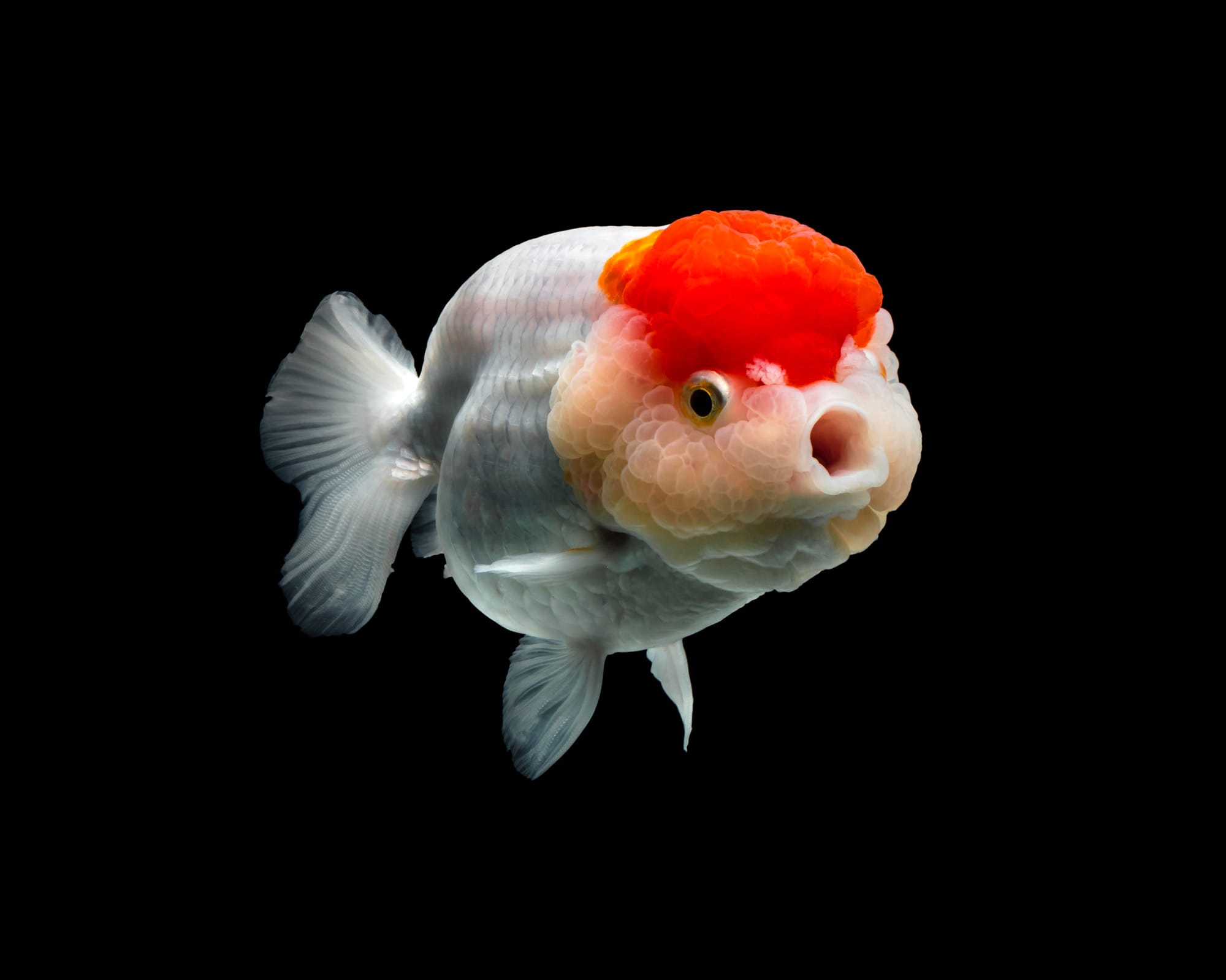 asian fish porn - terminator porn parody dicked down porn