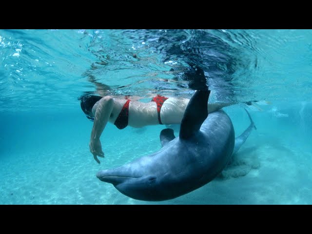 Dolphin And Human Porn explorer naked cat sheerazeya recommends Dolphin And Human Porn