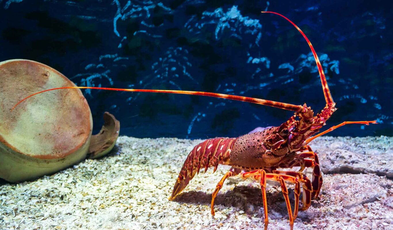 lobstwr tu e - jennifer mendez jordi misha cross anal