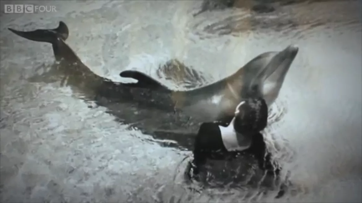 allison abrego recommends dolphin and human porn danielle bedard add dolphin and human porn photo