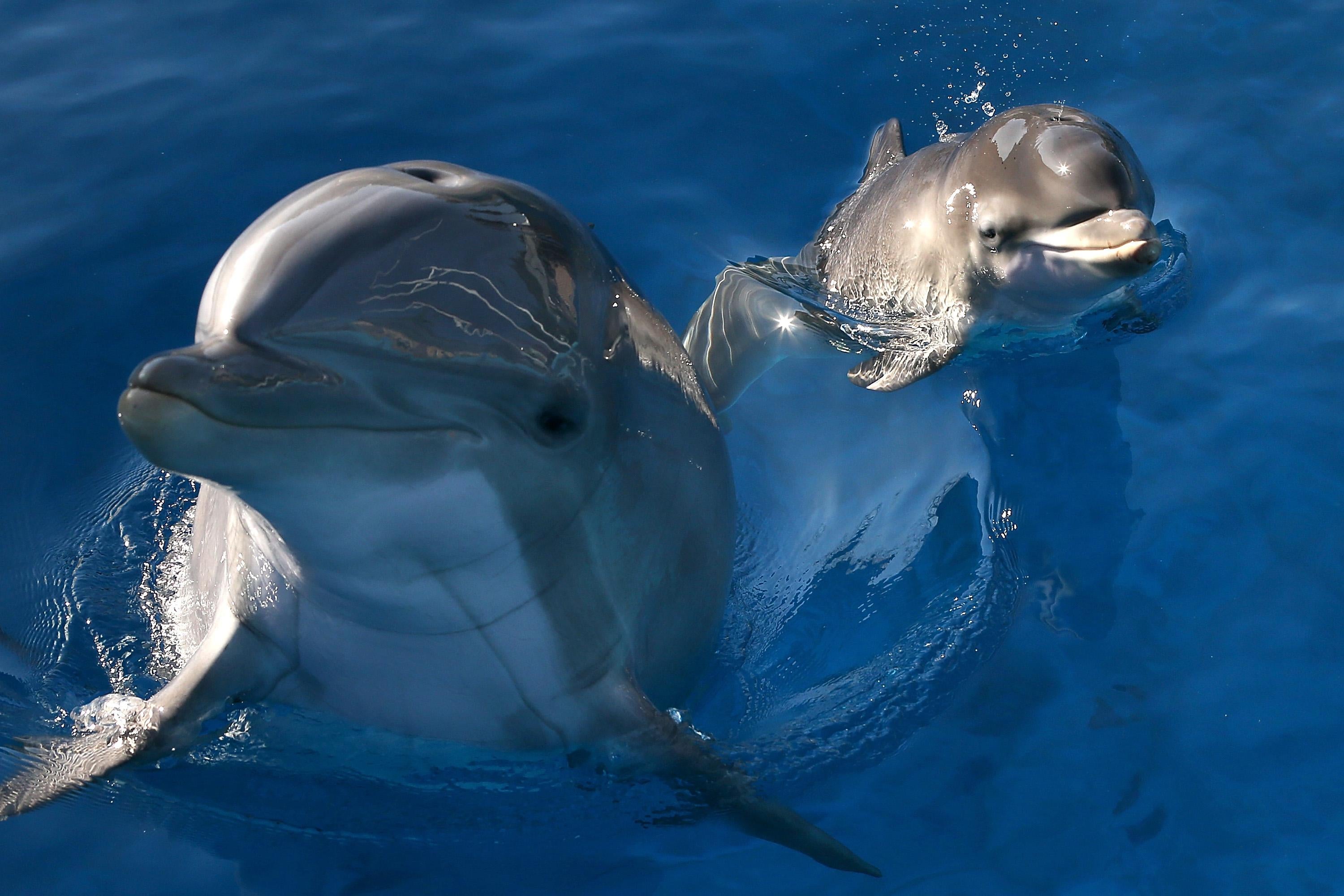 aayush jajodia like dolphin human porn photo angela velante recommends dolphin human porn pic