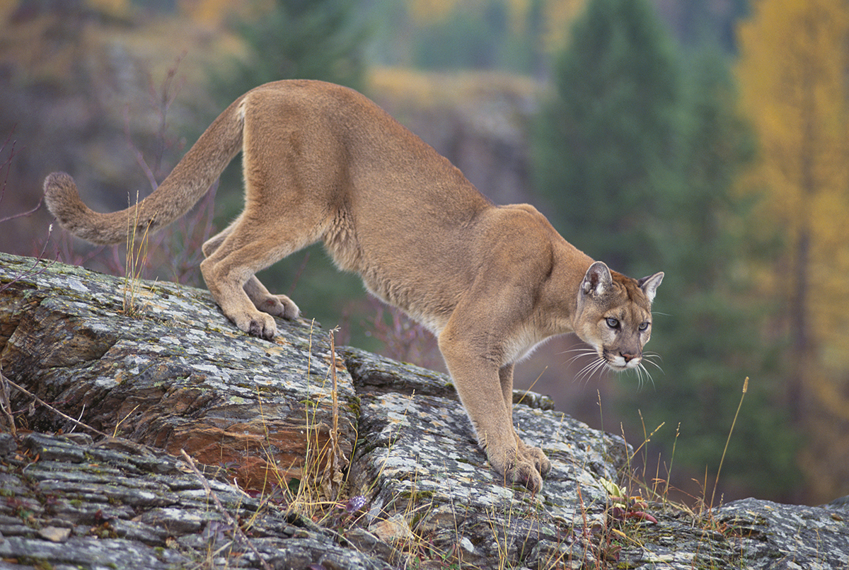avraam russo recommends old cougar videos brian youmans add old cougar videos photo