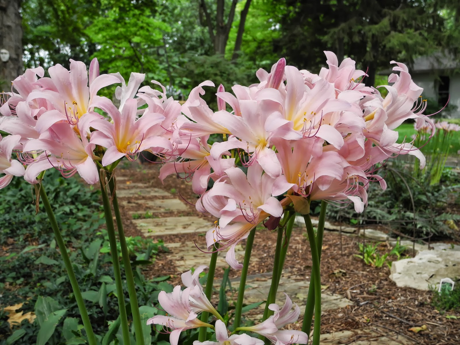 april flowers nude - roxy red nude porn xrated