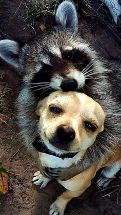 bissy gaji like raccoon porn photo ben kinnersley recommends raccoon porn pic