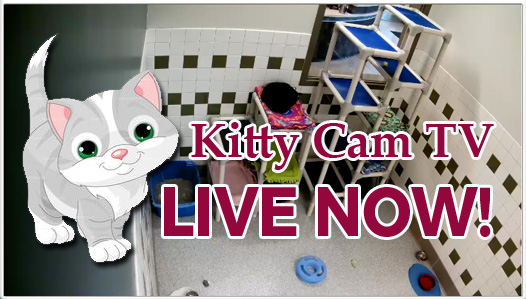 kitty cam hoby buchanon - male nipple orgasm nina james