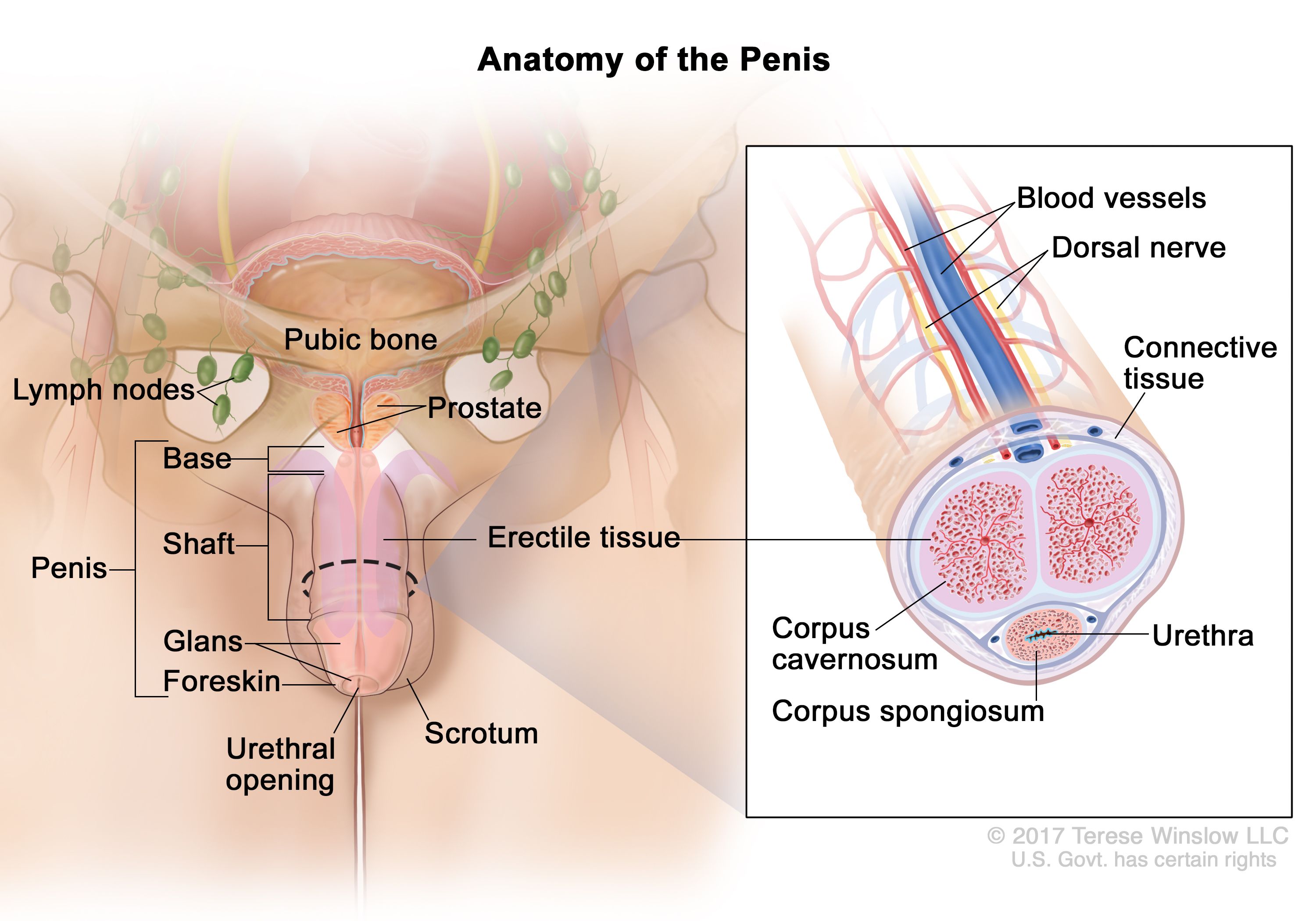 ajie razi recommends Male Erection Picture