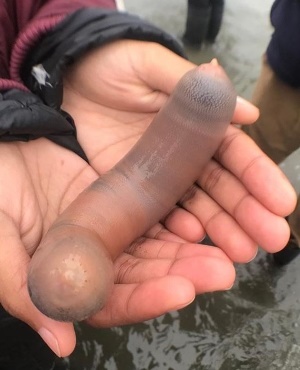 Throbbing Penises penis pictures