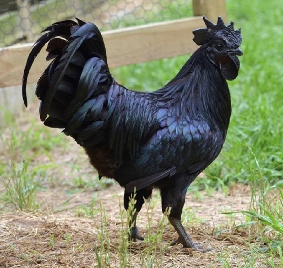 azad husain recommends Big Black Cock Pictures