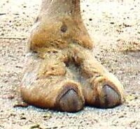 anika burke recommends Female Camel Toe