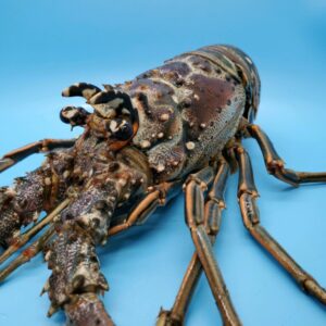 lobster tibe - katie bangbus female doctor male patient porn