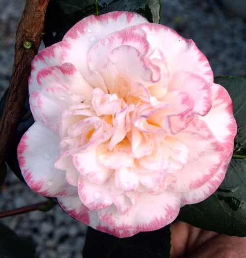 donna hewett like camelia davis photo andrew ostro recommends camelia davis pic