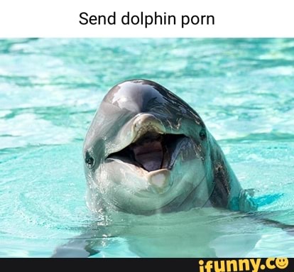 dolphin pirn tits complimation dolphin pirn