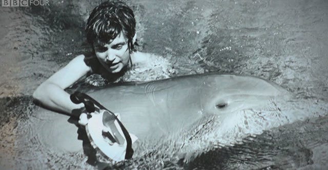 amir zaki recommends dolphin and human porn pic
