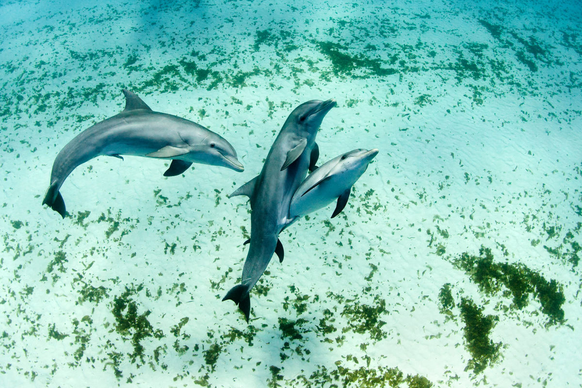 amy lynn oconnor recommends Dolphin And Human Porn