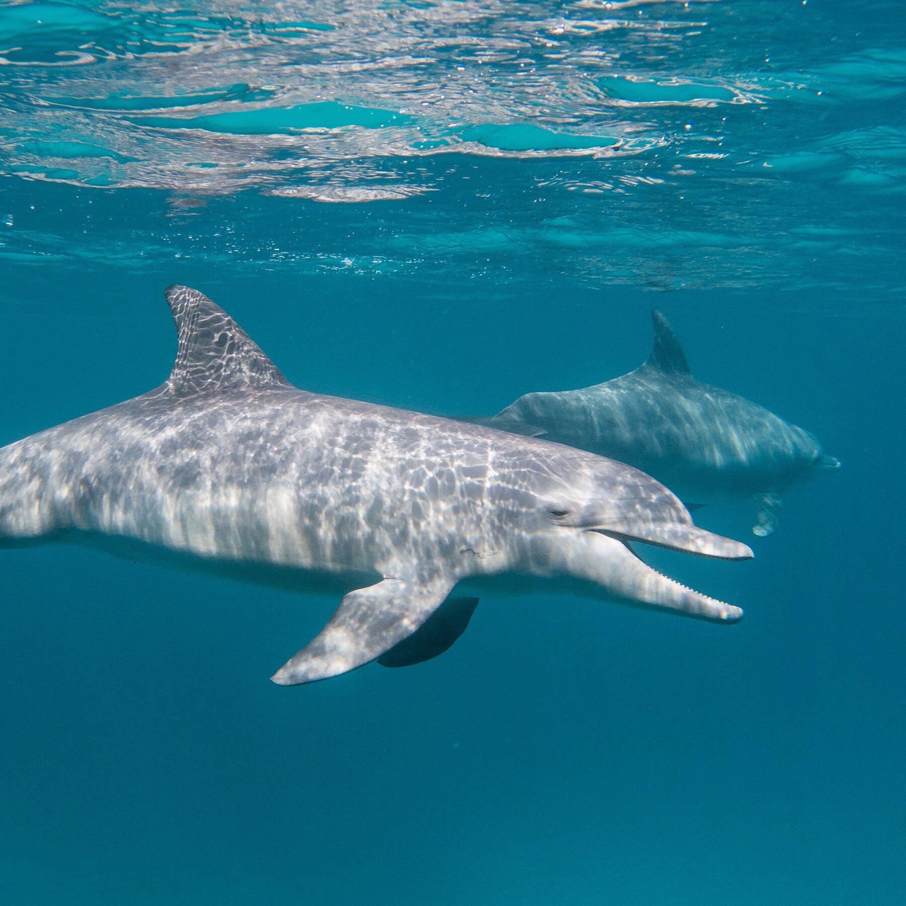 anmol malla like dolphin and human porn photo beatrice adu recommends dolphin and human porn pic