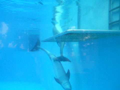 anna l morales recommends Dolphin Pirn