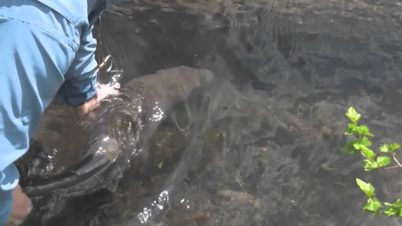 dreamy bull fishing video - stockings and boots porn masturbate demo