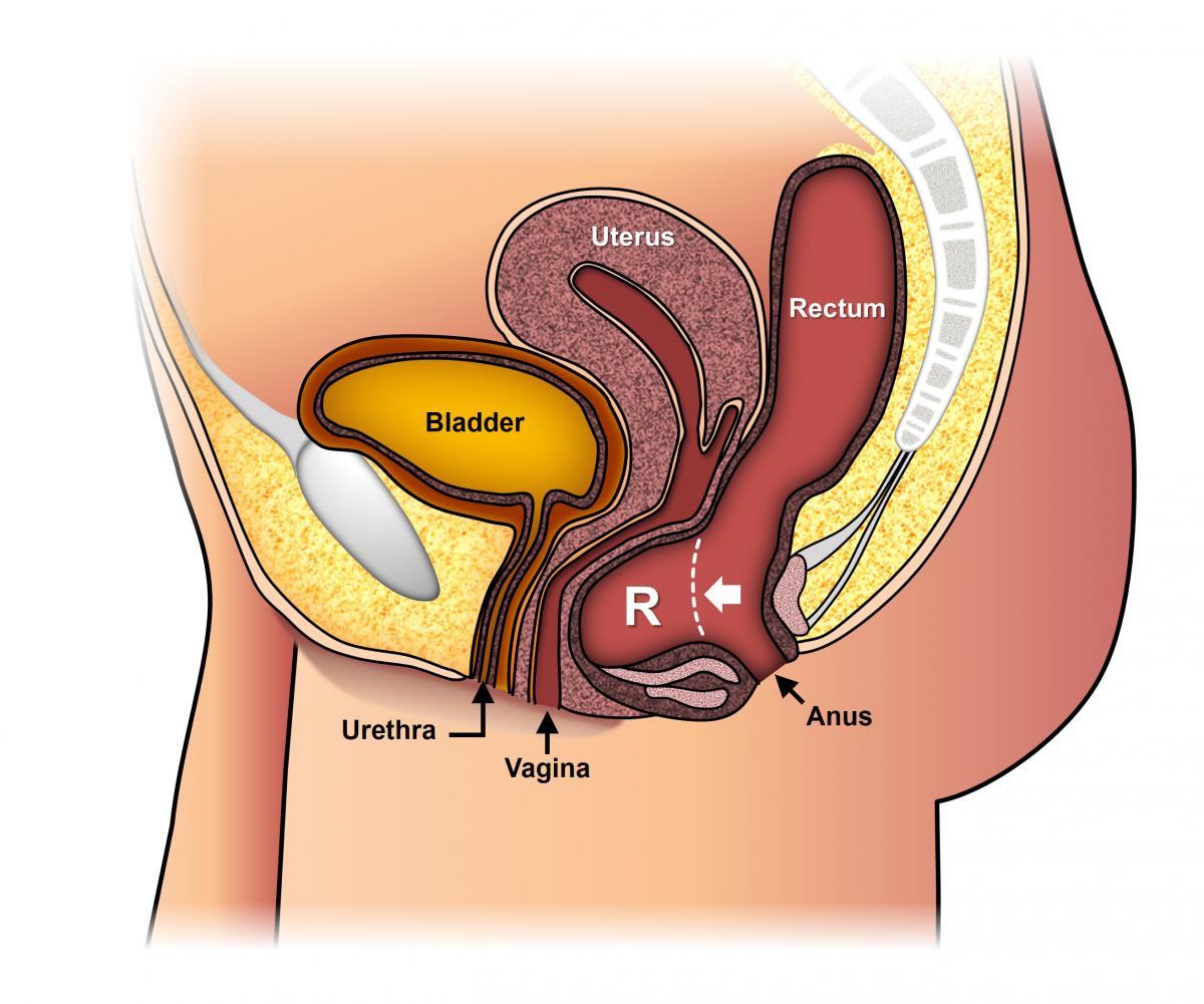 david bastin like anal tummy bulge photo brenna cummings recommends anal tummy bulge pic